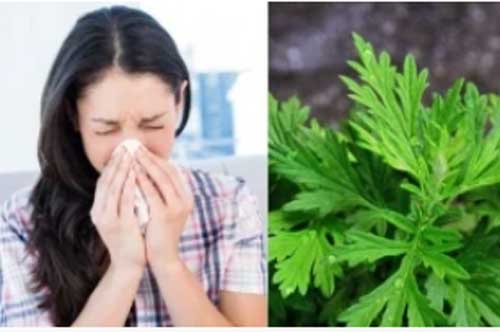 3 phương pháp trị viêm mũi dị ứng đơn giản ngay tại nhà