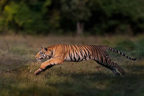 Hổ 'khôn lỏi' tiếp cận ăn trộm đồ của người đi câu ở Nga