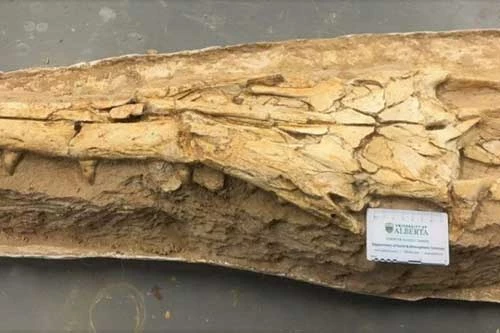 Hóa thạch của loài mosasaur.