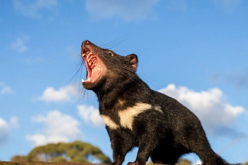 Sát thủ có túi hung dữ phát tiếng kêu ghê rợn quay trở lại Australia
