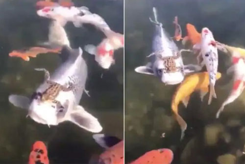 'Chết cười' với khoảnh khắc 'quá giang' trong thế giới động vật