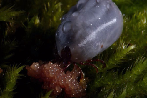 CLIP: Tận mắt chứng kiến cảnh ve hút máu Ixodes đẻ trứng rồi chết