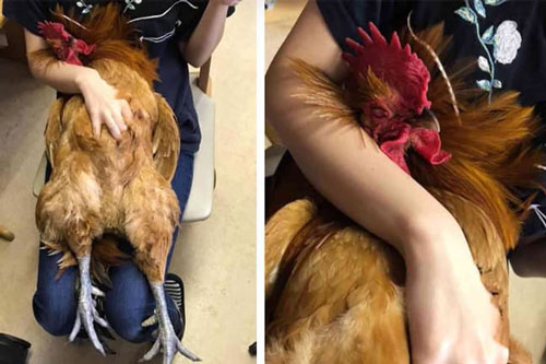 Hình ảnh chú gà trống ngủ quên trên đùi chủ nhân "gây sốt"