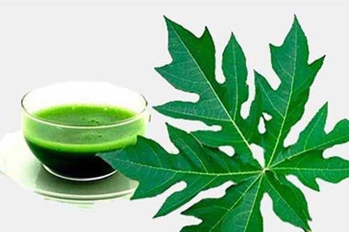 Công dụng chữa bệnh tuyệt vời của lá đu đủ