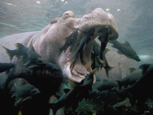 CLIP: Cá barbel - 'Nhân viên vệ sinh' của hà mã trong thế giới tự nhiên