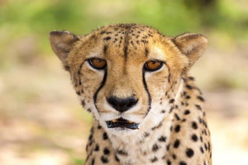 CLIP: Loài vật nào được mệnh danh là 'Vua tốc độ' trong thế giới tự nhiên?