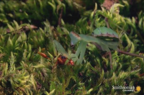 CLIP: Bọ cánh cứng 'thoát án tử' khi đối đầu với bọ ngựa