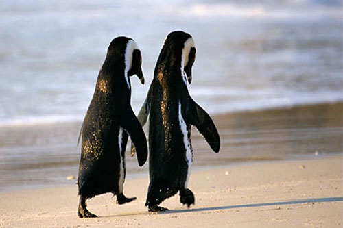 CLIP: 'Tan chảy' khi nhìn thấy đôi chim cánh cụt nắm tay nhau đi trên bãi biển