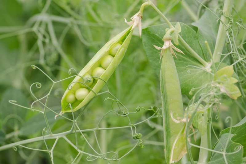 Những loại quả được mệnh danh là 'vua' thải độc máu, ăn vào bổ máu lại tốt cho sức khỏe