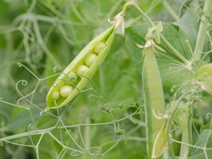 Những loại quả được mệnh danh là 'vua' thải độc máu, ăn vào bổ máu lại tốt cho sức khỏe