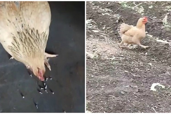 Gà 'quái vật' chỉ thích ăn đinh ốc gây bão mạng
