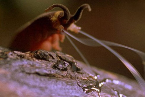 CLIP: 'Sốc' với cách săn mồi 'siêu bá đạo' của giun nhung