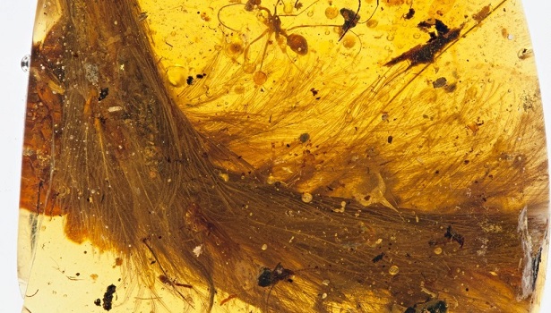 Tranh cãi về 'hổ phách máu' trong nghiên cứu khủng long