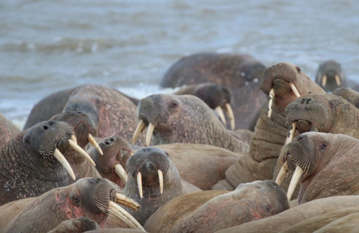 'Sốc' khi nhìn thấy hơn 3.000 con hải mã tụ tập phủ kín bãi biển
