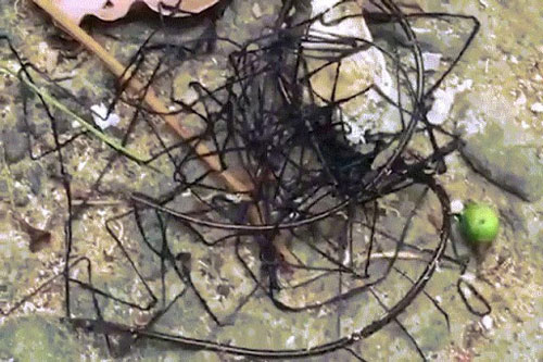 CLIP: 'Choáng váng' khi nhìn thấy loài côn trùng có hình thù kỳ dị ở Đài Loan