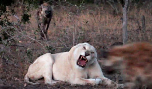 Bị linh cẩu cướp mồi, sư tử trắng chạy 'té khói'