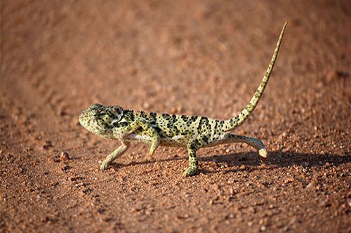 CLIP: Tắc kè hoa trổ tài 'nhảy múa' để... xin sang đường 