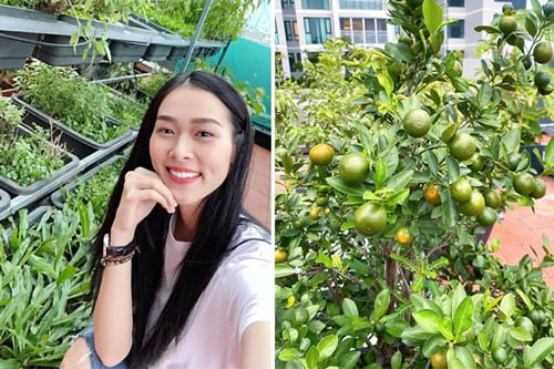 Sân thượng nhiều cây trái và các loại rau của diễn viên Diệp Bảo Ngọc