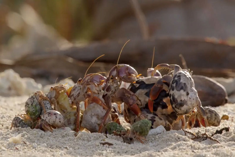 CLIP: Đàn cua ẩn sĩ xếp hàng chờ 'đổi nhà' cho nhau