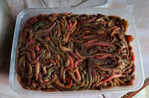 "Lộc trời" mỗi năm một lần, khách ăn cả tạ, dân buôn kiếm đậm