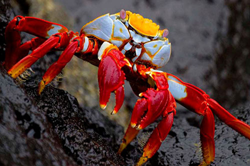 CLIP: Cua biển thoát chết một cách thần kỳ khi gặp phải 'sát thủ'