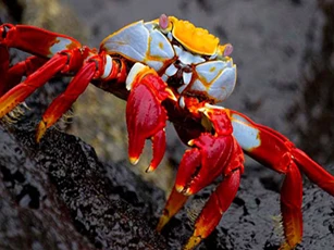 CLIP: Cua biển thoát chết một cách thần kỳ khi gặp phải 'sát thủ'