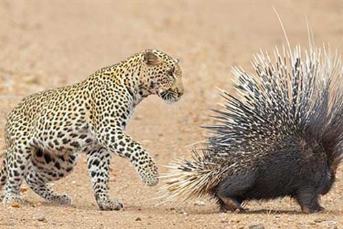 Báo non chơi lớn săn nhím: Cái kết buồn