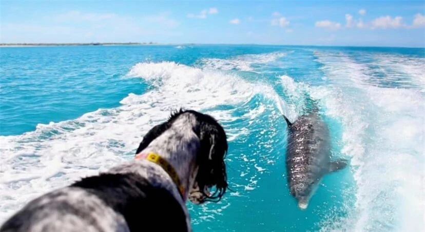 Tình bạn thân thiết hiếm có giữa chó nhà và cá heo suốt gần 1 thập kỷ