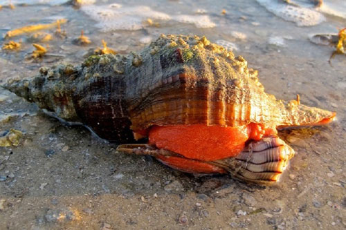 CLIP: Ốc biển 'giận tím người' vì bị tôm càng cướp mất mồi ngon