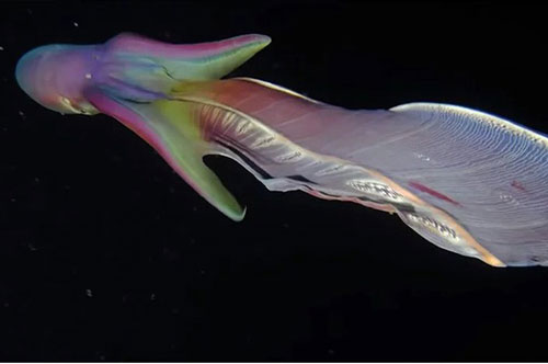 CLIP: Đắm chìm trước vẻ đẹp lộng lẫy của bạch tuộc chăn