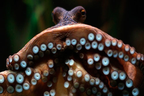 CLIP: Kinh ngạc trước những 'siêu năng lực' mà bạch tuộc đang sở hữu