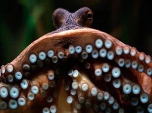 CLIP: Kinh ngạc trước những 'siêu năng lực' mà bạch tuộc đang sở hữu