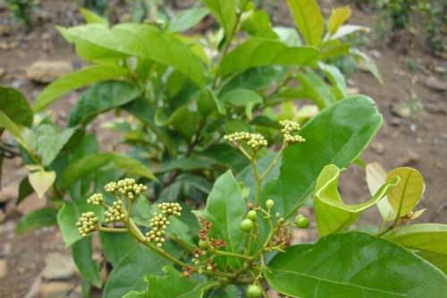 Hết đau lưng, ngăn lão hóa xương khớp nhờ cây chìa vôi