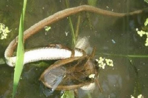 CLIP: Sốc khi thấy cảnh bọ nước khổng lồ biến rùa, vịt và rắn độc thành thức ăn