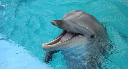 Cá heo "thù dai nhớ lâu" chỉ sau con người