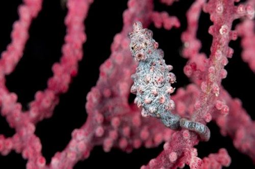 CLIP: Khả năng 'tàng hình' bậc thầy của loài cá ngựa nhỏ nhất thế giới