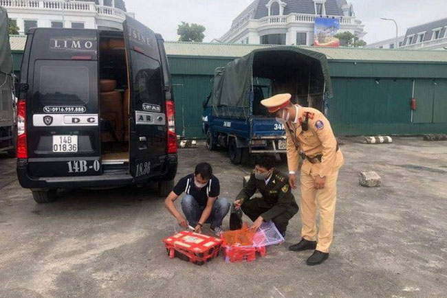 Phát hiện xe chở 207 cá thể rùa không nguồn gốc
