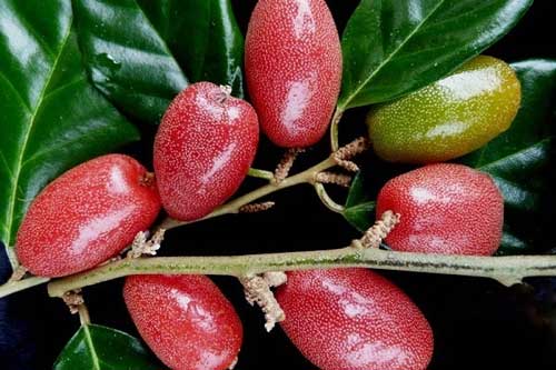 Quả nhót: Những công dụng tuyệt vời trị ho và hen suyễn các mẹ cần lưu tâm