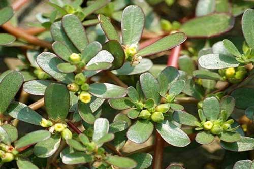 Lưu ý một số thực phẩm cần phải được nấu chín để đảm bảo sức khỏe