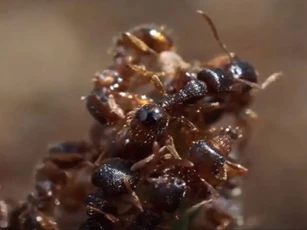 CLIP: Loài kiến kỳ lạ chuyên cướp trứng của đồng loại về nuôi rồi biến chúng thành 'nô lệ'