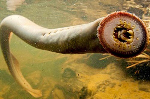 CLIP: Cá mút đá - 'Quái ngư khát máu' trong lòng sông Mississippi