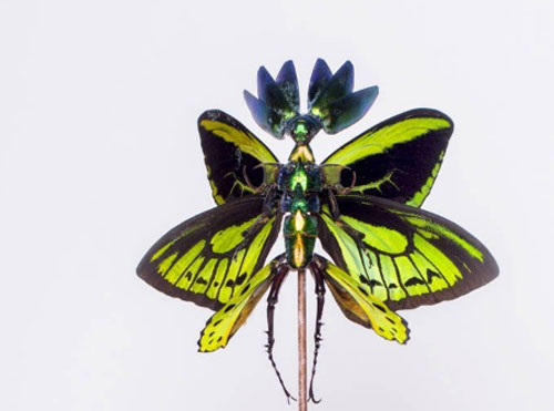 Chiêm ngưỡng các tác phẩm lắp ghép được làm từ xác côn trùng chết