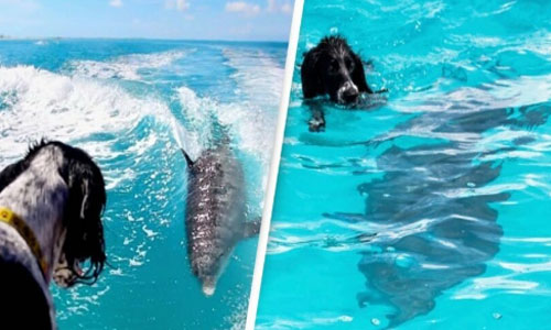 Tình bạn thân thiết hiếm có giữa chó nhà và cá heo 