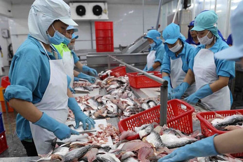 Xuất khẩu cá tra thận trọng 'dò đường'