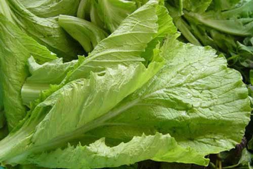 5 loại rau xanh nên ăn nhất trong mùa đông