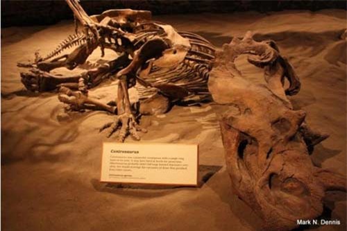 Phát hiện "nghĩa địa" khủng long lớn nhất thế giới