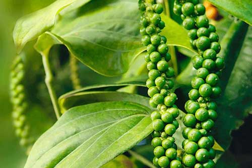 Cách bảo quản tiêu xanh không bị mốc, giữ trọn hương vị