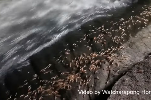 CLIP: Cận cảnh đàn tôm 'diễu hành' khi Mặt Trời lạnh