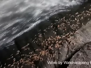 CLIP: Cận cảnh đàn tôm 'diễu hành' khi Mặt Trời lạnh