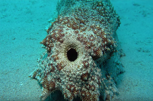 CLIP: Pearlfish - Loài cá kỳ lạ chuyên chui vào hậu môn của hải sâm để trú ẩn